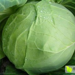 绥化市北林区甘蓝大量上市