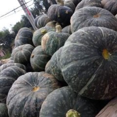 神池贺职杨新明8月板栗南瓜