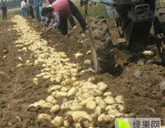 望奎土豆是名优特产,东郊刘贵臣诚信合作