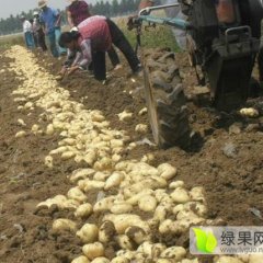 望奎土豆是名优特产,东郊刘贵臣诚信合作