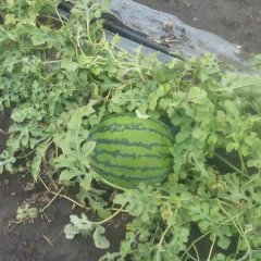 齐齐哈尔齐齐王海9月新红宝西瓜