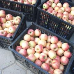 山西临猗纸袋花冠苹果假一赔十