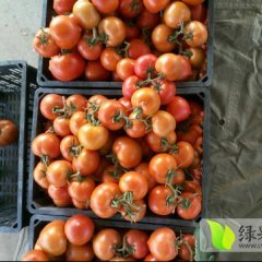 2016望都西红柿价格波动不大