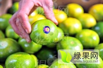 柑橘之乡，湖南复兴厂镇，个大皮亮口感好