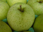 河北省深州市精品王林苹果大量供应
