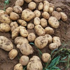 本地区土豆大面积上市，品种有克新