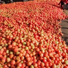 莘县西红柿绿色无公害河店楚自刚诚信合作