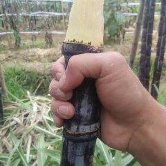 广东甘蔗 优质黑皮甘蔗 甘蔗批发 自家种自销