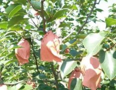 本人种植大面积果园，主产酥梨