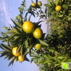 资阳雁江区蜜桔大量上市