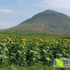 2016松山葵花抓住商机无限