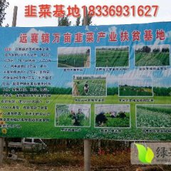 柘城韭菜上货量大,远襄董来厂诚信合作