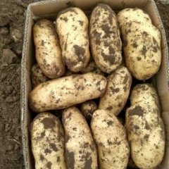 围场土豆假一赔十,克勒郭智跃诚信合作