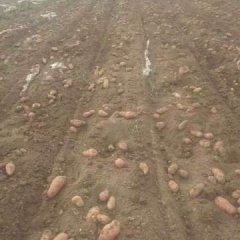 河北围场荷兰十四土豆开始上市