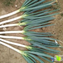 平度郭庄杨锡涛9月铁杆大葱