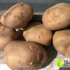 肇源农场种的，土豆特点，麻皮，黄肉芽眼小