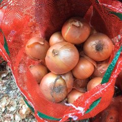 本地现有大量红葱，黄葱质量好