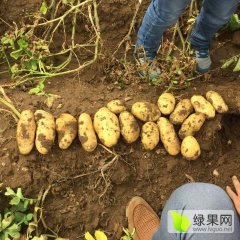 兴和现有500亩荷兰15，亩产7000以上