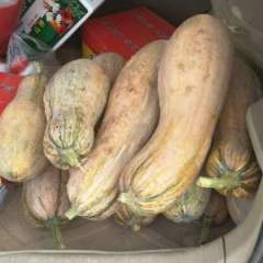 河南周口大量供应崔雅杰11月金韩密本南瓜