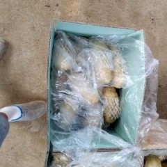 肥城土豆名优产品,桃园杨明诚信合作