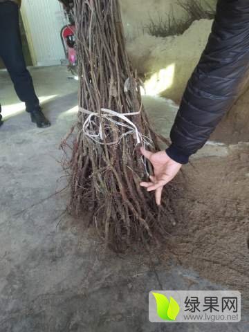 2013年山西绛县占地杏树苗价格