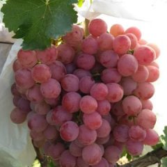 2016澄城葡萄收购工作全面开展