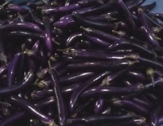 求购长紫茄，在本省内需求，品质优货源有保障