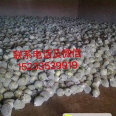 昌黎甘蓝长势旺盛,农副田宇诚信合作