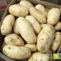 沽源种植土豆荷兰十五一千亩