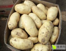 沽源种植土豆荷兰十五一千亩