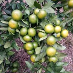 江永回龙圩特早蜜桔、特早丶普早密桔