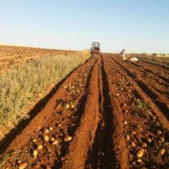 内蒙古武川土豆喜获丰收