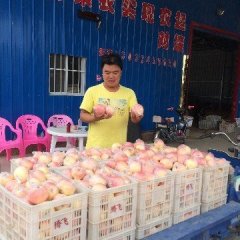 山西临猗早熟膜袋红富士苹果和早熟纸加膜红富