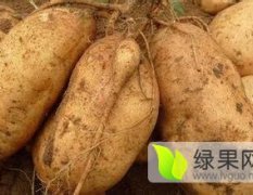 山东泗水苏薯8号红薯绿色无公害
