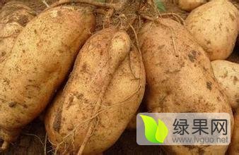 山东泗水苏薯8号红薯绿色无公害