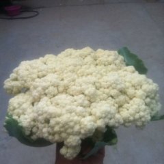 江苏沛县白面青梗松花菜菜花上货量大