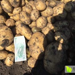 牙克石供应优质尤金885马铃薯，元一及菜薯
