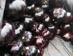 河北永年南大堡农产品蔬菜市场茄子大量上市