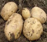优质土豆 马铃薯 种子