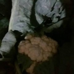 2016枣强县王常乡优质优价的菜花上市啦