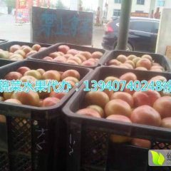 2016盖州裕发合作社大量西红柿上市