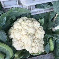 东昌府沙镇刘长江8月雪玉菜花