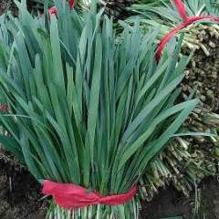 2016滑县主要以圣女果韭菜为主