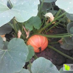 内蒙古林西金红冠南瓜上货量大