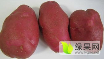 2016安定土豆俏销大江南北