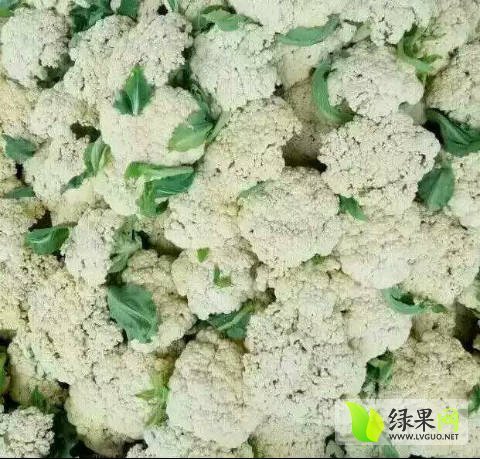2018年山东东昌府白面青梗松花菜价格