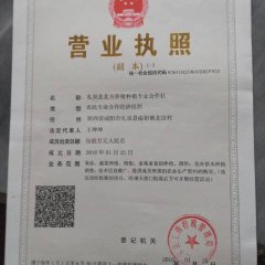 陕西礼泉红提葡萄欢迎合作