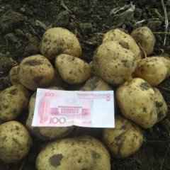 吉林公主岭延薯四号土豆绿色无公害