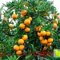 湖北省公安卷桥水库蜜橘