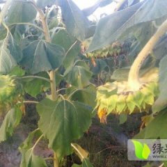翁牛特旗内蒙张燕9月363葵花